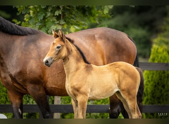 Polish sport horse, Mare, Foal (06/2025), Grey