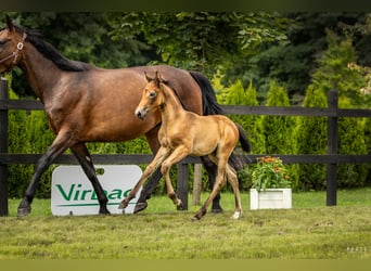 Polish sport horse, Mare, Foal (06/2025), Grey