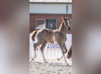 Polish sport horse, Stallion, 1 year, 13,3 hh, Grey