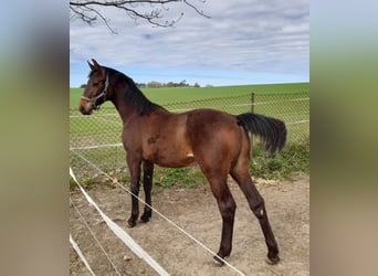 Polish sport horse, Stallion, 1 year, 14.2 hh, Brown