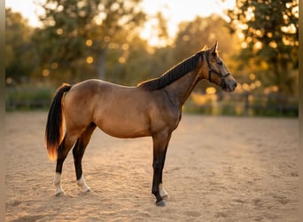 Polish sport horse, Stallion, 1 year, 15.1 hh, Dun