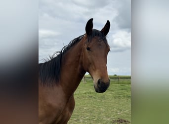 Polish sport horse, Stallion, 1 year, 15 hh, Brown