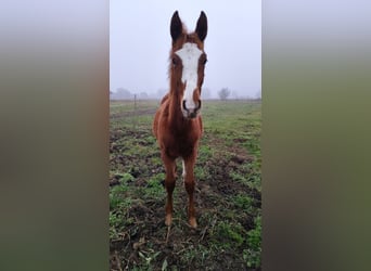 Polish sport horse, Stallion, 1 year, 15,1 hh, Chestnut-Red