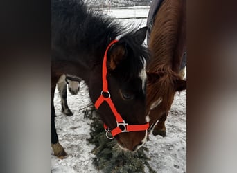 Polish sport horse, Stallion, 1 year, 16.1 hh, Bay-Dark