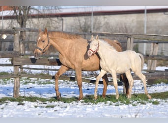 Polish sport horse, Stallion, 1 year, 16.1 hh, Cremello