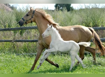 Polish sport horse, Stallion, 1 year, 16.1 hh, Cremello