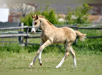 Polish sport horse, Stallion, 1 year, 16.1 hh, Palomino