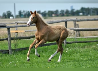Polish sport horse, Stallion, 1 year, 16.1 hh, Palomino
