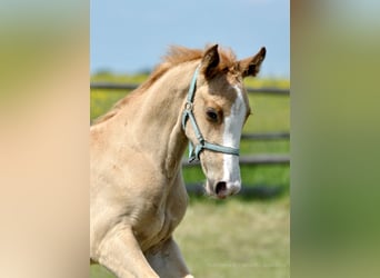 Polish sport horse, Stallion, 1 year, 16.1 hh, Palomino