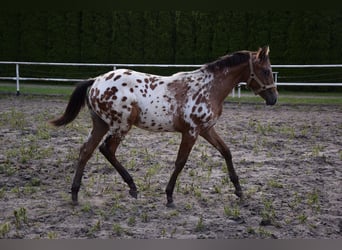 Polish sport horse, Stallion, 1 year, 16 hh, Leopard-Piebald