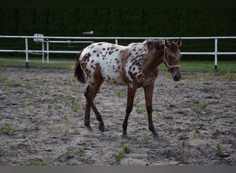 Polish sport horse, Stallion, 1 year, 16 hh, Leopard-Piebald