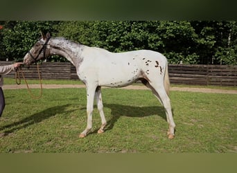 Polish sport horse, Stallion, 1 year, 16 hh, Leopard-Piebald
