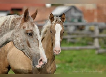 Polish sport horse, Stallion, 1 year, 16,1 hh, Palomino