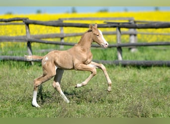 Polish sport horse, Stallion, 1 year, 16,1 hh, Palomino
