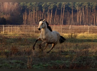 Polish sport horse, Stallion, 1 year, Buckskin