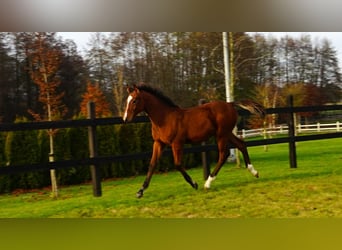 Polish sport horse, Stallion, 1 year