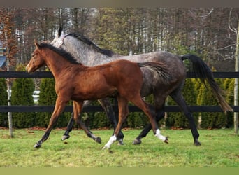 Polish sport horse, Stallion, 1 year