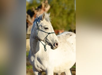 Polish sport horse, Stallion, 2 years, 14.2 hh, Leopard-Piebald