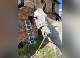 Polish sport horse, Stallion, 2 years, 14,2 hh, Leopard-Piebald