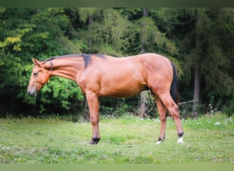 Polish sport horse, Stallion, 2 years, 15,2 hh, Bay