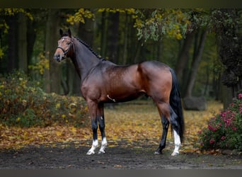 Polish sport horse, Stallion, 2 years, Bay-Dark