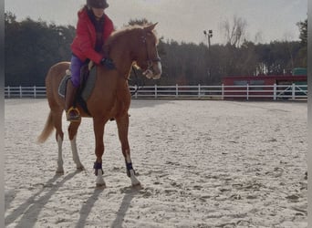 Polish sport horse, Stallion, 3 years, 14,2 hh, Chestnut-Red