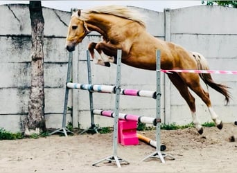 Polish sport horse, Stallion, 4 years, 15,2 hh, Palomino