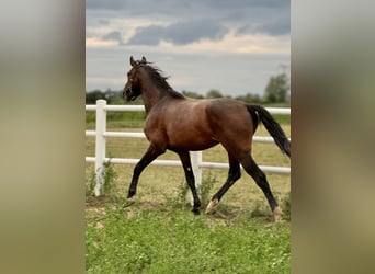 Polish sport horse, Stallion, 4 years, 16.1 hh, Brown