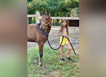 Polish sport horse, Stallion, 4 years, 16,1 hh, Brown