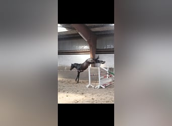 Polish sport horse, Stallion, 5 years, 16.1 hh, Bay-Dark