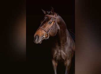 Polish sport horse, Stallion, 5 years, 16.1 hh, Bay-Dark