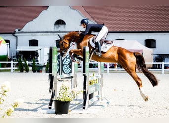 Polish sport horse, Stallion, 5 years, 16.1 hh, Chestnut-Red