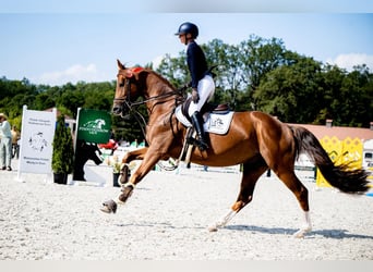 Polish sport horse, Stallion, 5 years, 16.1 hh, Chestnut-Red