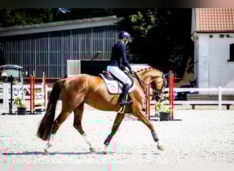 Polish sport horse, Stallion, 5 years, 16,1 hh, Chestnut-Red