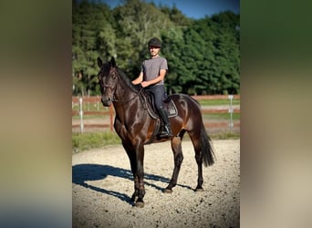 Polish sport horse, Stallion, 5 years, 17.1 hh, Brown