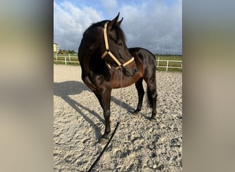 Polish sport horse, Stallion, 5 years, 17 hh, Brown