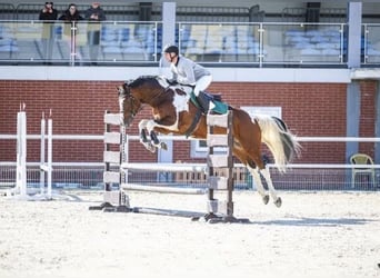 Polish sport horse, Stallion, Foal (05/2026), 16 hh, Pinto