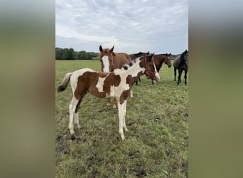 Polish sport horse, Stallion, Foal (05/2026), 16 hh, Pinto