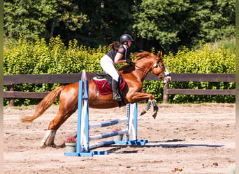 Polish sport horse, Stallion, Foal (05/2026), 16 hh, Pinto