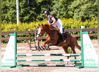 Polish sport horse, Stallion, Foal (05/2026), 16 hh, Pinto