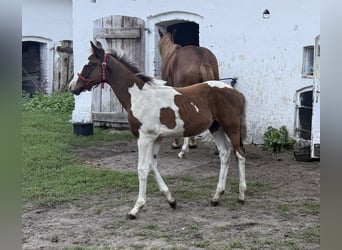 Polish sport horse, Stallion, Foal (05/2026), 16 hh, Pinto