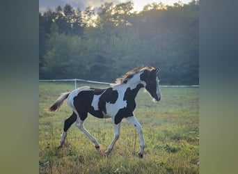 Polish sport horse, Stallion, Foal (05/2026), 16 hh, Pinto