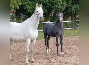 Polish sport horse, Stallion, Foal (05/2025), 16,2 hh, Grey-Dark-Tan