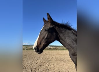 Polish sport horse, Stallion, Foal (05/2026), Bay-Dark