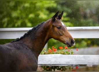 Polish sport horse, Stallion, Foal (05/2026), Bay