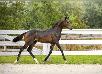 Polish sport horse, Stallion, Foal (05/2026), Bay