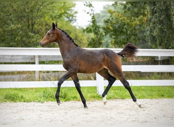 Polish sport horse, Stallion, Foal (05/2026), Bay