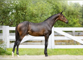 Polish sport horse, Stallion, Foal (05/2026), Bay