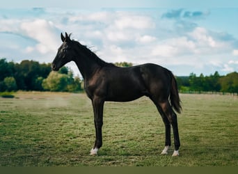 Polish sport horse, Stallion, Foal (06/2025), Black