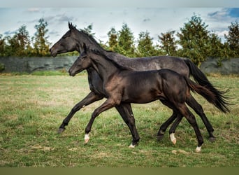 Polish sport horse, Stallion, Foal (06/2025), Black